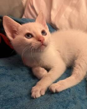 Beethoven -  Domestic Short Hair Cat for Adoption in Novato, California - Beethoven | PetCurious