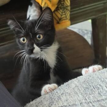 Bosco - Super Sweet Mild Wobbly -  Tuxedo Cat for Adoption in Hoquiam, Washington - Bosco - Super Sweet Mild Wobbly | PetCurious