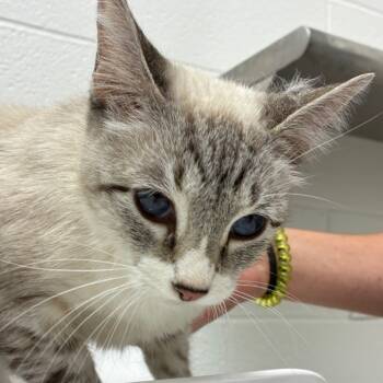 Rescue Siamese Cats for Adoption in Corpus Christi, Texas - Betty | PetCurious