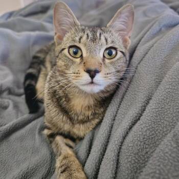 Domestic Short Hair Cats Available for Adoption in Merrifield, Virginia - Martini McKenzie | PetCurious