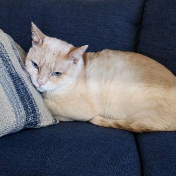 Clyde 6817 -  Siamese and Domestic Short Hair Cat for Adoption in Dallas, Texas - Clyde 6817 | PetCurious