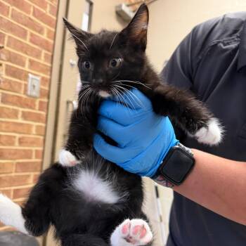 Milan -  Domestic Short Hair Cat for Adoption in Birmingham, Alabama - Milan | PetCurious