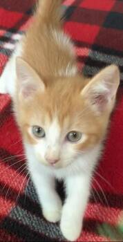Pumpkin Spice -  Domestic Short Hair Cat for Adoption in Liverpool, Texas - Pumpkin Spice | PetCurious