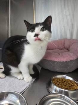 Cuddles -  Domestic Short Hair Cat for Adoption in Yellowknife, Northwest Territories - Cuddles | PetCurious