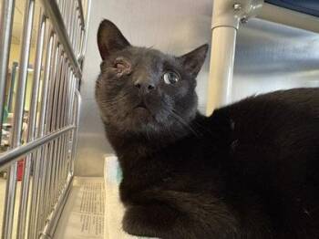 Domestic Short Hair Cats Available for Adoption in Lowell, Massachusetts - Wazowski | PetCurious