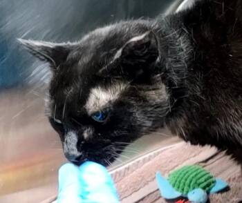 Domestic Short Hair Cats Available for Adoption - Phoebe | PetCurious