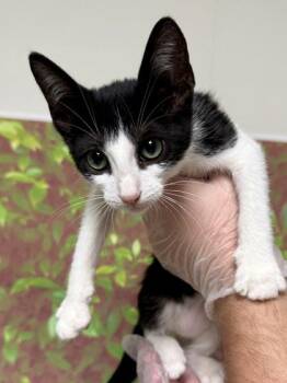 Guadalupe -  Domestic Short Hair Cat for Adoption in San Antonio, Texas - Guadalupe | PetCurious