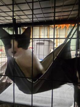 Litter of 3 Black & White Kittens -  Domestic Short Hair Cat for Adoption in Quentin, Pennsylvania - Litter Of 3 Black & White Kittens | PetCurious