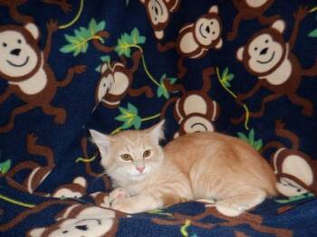 TONY -  Domestic Medium Hair Cat for Adoption in San Jose, California - TONY | PetCurious