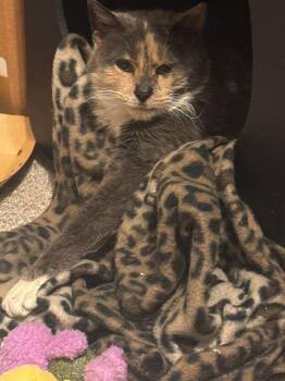 Domestic Short Hair Cats Available for Adoption - Mabel | PetCurious