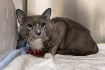 Graham -  Domestic Short Hair Cat for Adoption in East Amwell Township, New Jersey - Graham | PetCurious