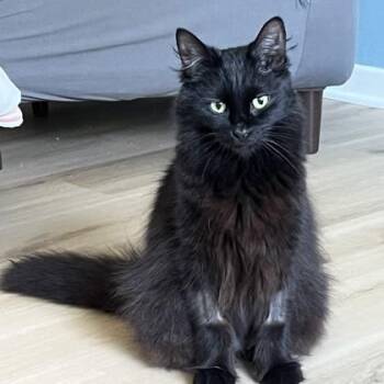 Dash -  Domestic Long Hair Cat for Adoption in Lansing, Michigan - Dash | PetCurious