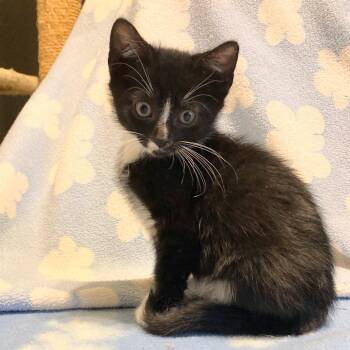 Cardan -  Domestic Short Hair Cat for Adoption in Franklin, Tennessee - Cardan | PetCurious
