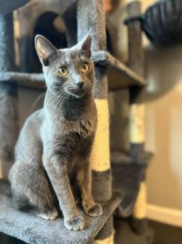 Domestic Short Hair Cats Available for Adoption - Doja 3 | PetCurious