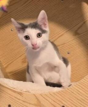 Rescue Domestic Short Hair Cats for Adoption in Rossville, Tennessee - Jere | PetCurious