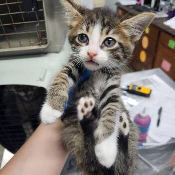 Noodle -  Domestic Short Hair Cat for Adoption in Summerville, South Carolina - Noodle | PetCurious