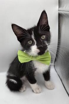 Uni -  Domestic Short Hair and Tuxedo Cat for Adoption in Mobile, Alabama - Uni | PetCurious