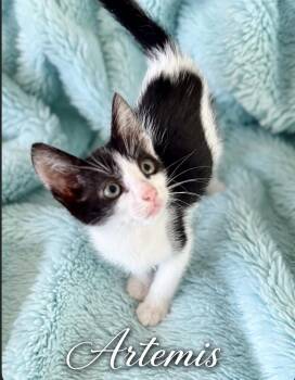 Artemis -  Tuxedo and Domestic Short Hair Cat for Adoption in Homestead, Florida - Artemis | PetCurious