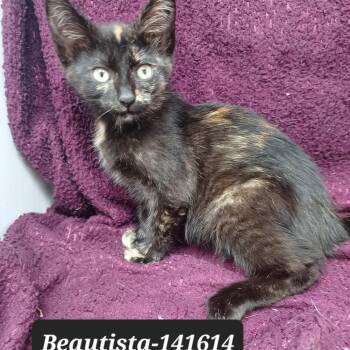 Beautista -  Domestic Short Hair Cat for Adoption in New Tazewell, Tennessee - Beautista | PetCurious