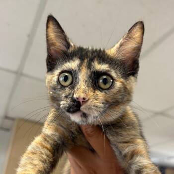 Freya -  Domestic Short Hair Cat for Adoption in Goleta, California - Freya | PetCurious