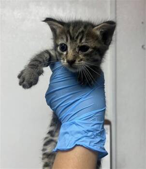 DORIAN -  Domestic Short Hair Cat for Adoption in San Bernardino, California - DORIAN | PetCurious