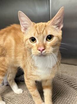 GARFIELD -  Domestic Medium Hair Cat for Adoption in Dallas, Texas - GARFIELD | PetCurious
