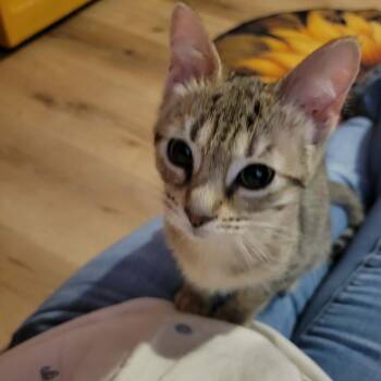 Coral (kitten) -  Domestic Short Hair Cat for Adoption in Mishawaka, Indiana - Coral (kitten) | PetCurious