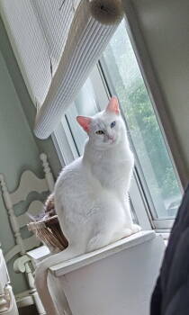 Rescue Domestic Short Hair Cats for Adoption in Naugatuck, Connecticut - Winter | PetCurious