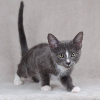 Jelly -  Domestic Short Hair Cat for Adoption in Sunnyvale, California - Jelly | PetCurious