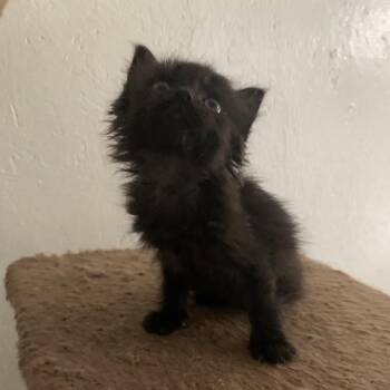 Sable Estep -  Domestic Medium Hair Cat Available for Adoption in Woodstock, Virginia - Sable Estep | PetCurious