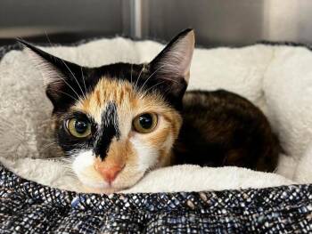 Cookie -  Domestic Short Hair Cat for Adoption in Logan, Utah - Cookie | PetCurious