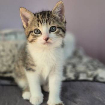 Rescue Domestic Short Hair Cats for Adoption in Carencro, Louisiana - Blizzard | PetCurious