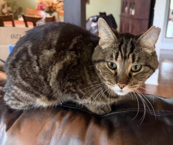 Theodore -  Domestic Short Hair Cat for Adoption in Troy, Michigan - Theodore | PetCurious
