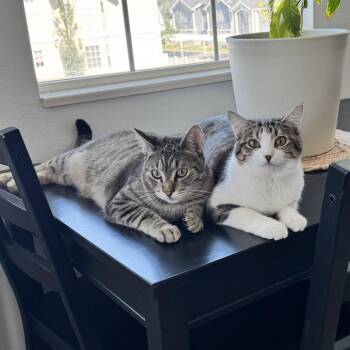 Otter -  Domestic Short Hair Cat for Adoption in Murray, Utah - Otter | PetCurious