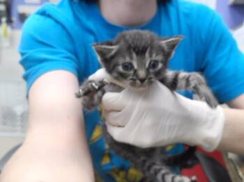 PANSY -  Domestic Short Hair Cat for Adoption in Omaha, Nebraska - PANSY | PetCurious