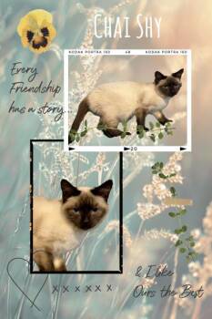 Siamese and Domestic Short Hair Cats Available for Adoption in Wilkesboro, North Carolina - Chai | PetCurious