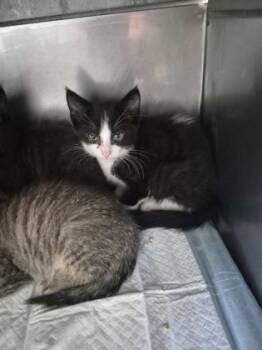 CranberryBean -  Domestic Short Hair Cat for Adoption in Simcoe, Ontario - CranberryBean | PetCurious