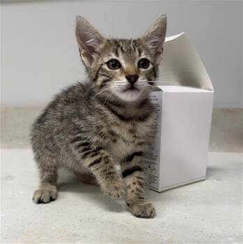 BOON -  Domestic Short Hair Cat for Adoption in Baytown, Texas - BOON | PetCurious
