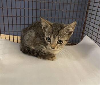 Rescue Domestic Short Hair Cats for Adoption in Doral, Florida - ANGEL | PetCurious