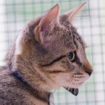 Leviathan -  Domestic Short Hair Cat for Adoption in Hot Springs, Arkansas - Leviathan | PetCurious