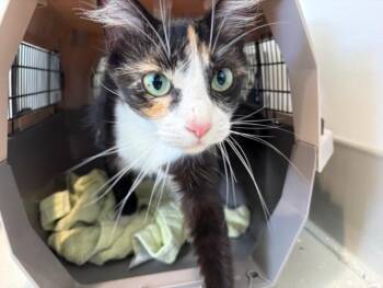 MYSTIC* -  Domestic Long Hair Cat for Adoption in Santa Cruz, California - MYSTIC* | PetCurious