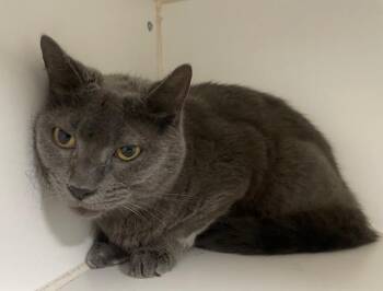 Star -  Domestic Short Hair Cat for Adoption in Houghton Lake, Michigan - Star | PetCurious