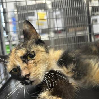 Drizzilicious -  Domestic Short Hair Cat for Adoption in Newark, New Jersey - Drizzilicious | PetCurious