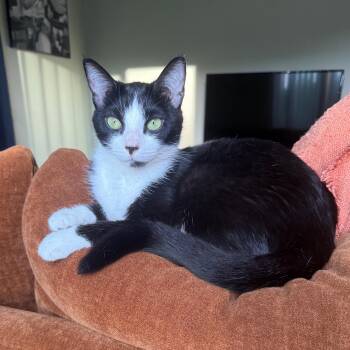 Oreo -  Domestic Short Hair Cat for Adoption in Queenstown, Maryland - Oreo | PetCurious