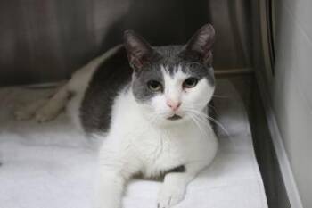 Domestic Short Hair Cats Available for Adoption in Brunswick, Georgia - Snaggletooth | PetCurious