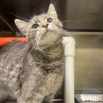 Strudel -  Domestic Short Hair Cat for Adoption in Salt Lake City, Utah - Strudel | PetCurious