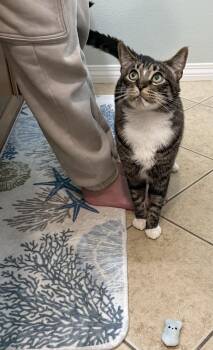 Ash -  Tabby Cat for Adoption in Los Angeles, California - Ash | PetCurious