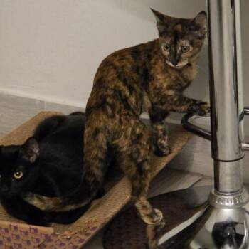 chispita -  Domestic Short Hair Cat for Adoption in Tampa, Florida - Chispita | PetCurious