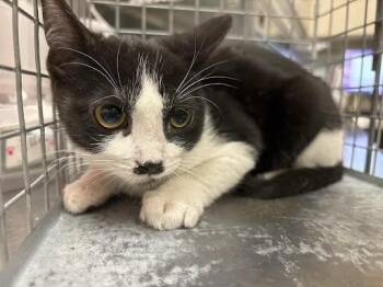 BATWOMAN -  Domestic Short Hair Cat for Adoption in Las Vegas, Nevada - BATWOMAN | PetCurious