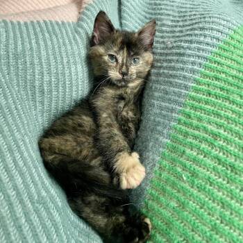 Big Iron -  Domestic Short Hair Cat for Adoption in Plainfield, Illinois - Big Iron | PetCurious
